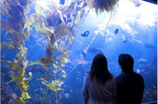 水族館　デート